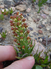 Brachycorythis macowaniana
