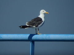 Larus fuscus