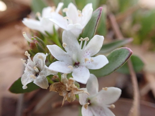 Myoporum parvifolium