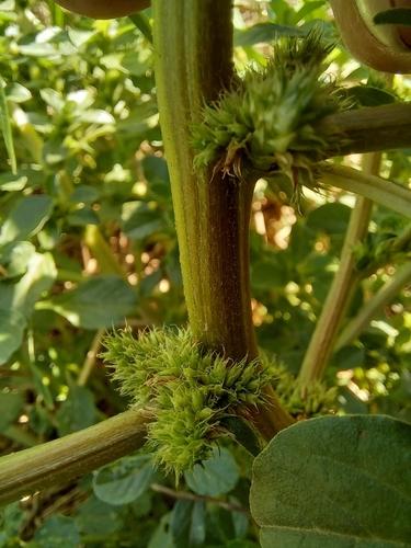 Image of Thunberg's Pigweed (Amaranthus thunbergii) by (c) kevin koen, some rights reserved (CC BY-SA)