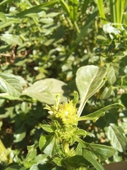 Amaranthus thunbergii