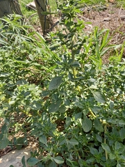 Amaranthus thunbergii