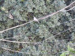 Turdus grayi