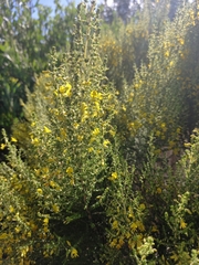 Aspalathus obtusifolia