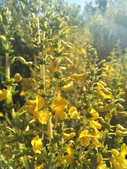 Aspalathus obtusifolia