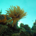 Eudistylia polymorpha - Photo (c) Donna Pomeroy, algunos derechos reservados (CC BY-NC), uploaded by Donna Pomeroy