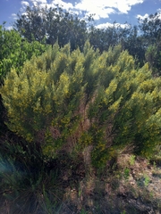 Aspalathus obtusifolia