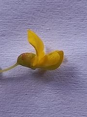 Aspalathus obtusifolia
