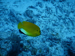 Apolemichthys trimaculatus