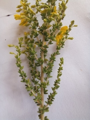 Aspalathus obtusifolia