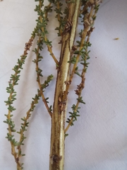 Aspalathus obtusifolia
