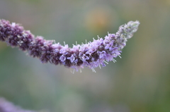 Mentha longifolia asiatica