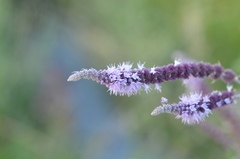Mentha longifolia asiatica