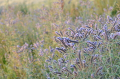 Mentha longifolia asiatica