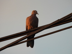 Streptopelia chinensis
