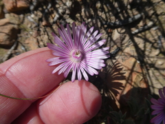 Trichodiadema gracile