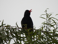 Hypsipetes leucocephalus