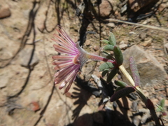 Trichodiadema gracile