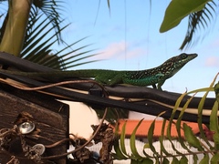 Anolis roquet