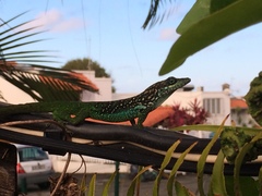 Anolis roquet