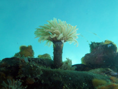 Eudistylia polymorpha