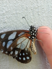 Graphium leonidas leonidas