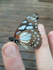 Graphium leonidas leonidas