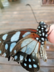 Graphium leonidas leonidas