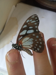 Graphium leonidas leonidas