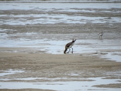 Limosa limosa
