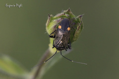 Closterotomus cinctipes