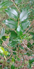 Eurya japonica