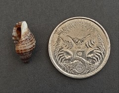 Agnewia tritoniformis