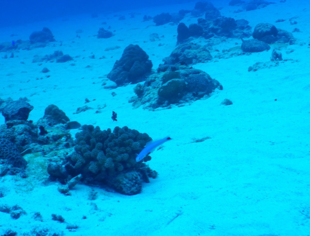 Blacktail Goby