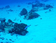 Ptereleotris heteroptera