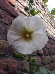 Alcea rosea