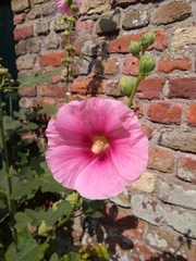 Alcea rosea