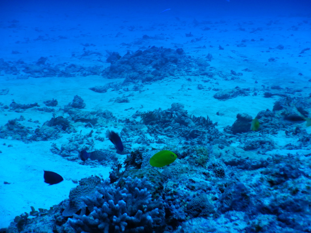 Golden Angelfish