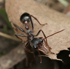 Myrmecia pulchra