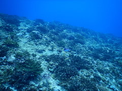 Paracanthurus hepatus