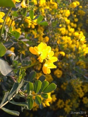 Coronilla
