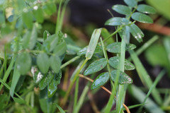 Vicia sepium