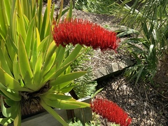 Xeronema callistemon