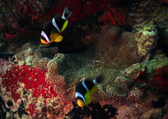 Amphiprion fuscocaudatus