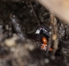 Pseudophryne australis