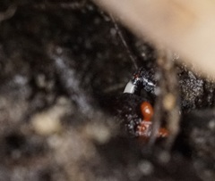 Pseudophryne australis