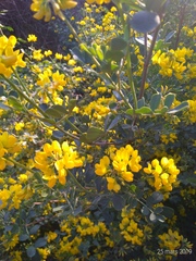 Coronilla