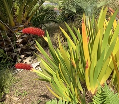 Xeronema callistemon