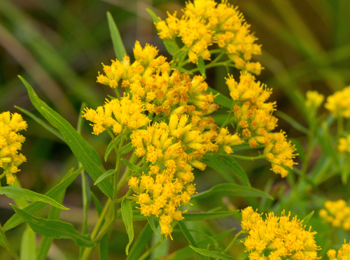 euthamia graminifolia