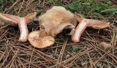 Lactarius semisanguifluus